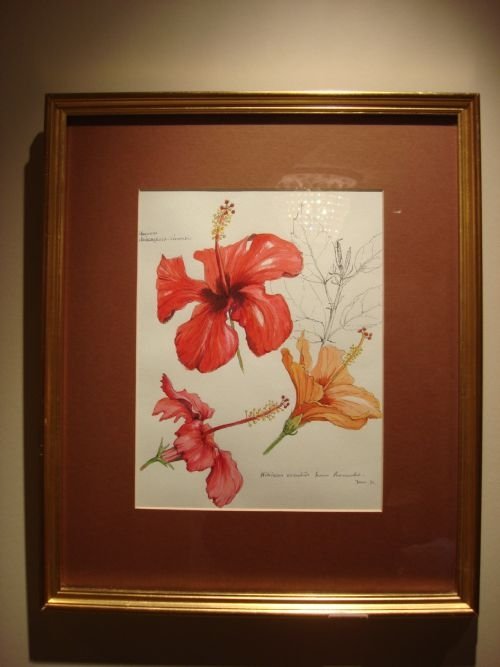 20thc original botanical watercolour painting dated and framed