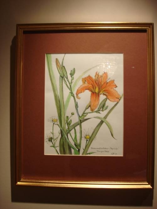 20thc original botanical watercolour painting signed dated and framed