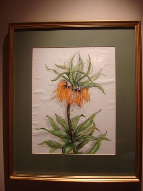 20thc original botanical watercolour painting in gilt frame
